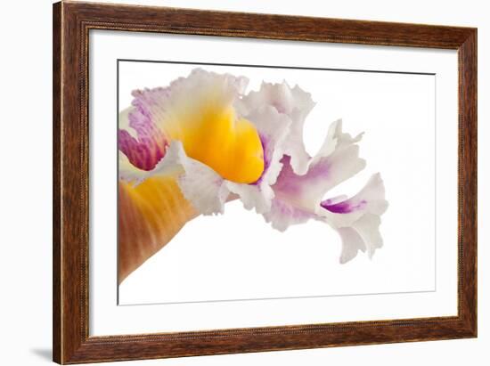 Cattleya Ibrid-Fabio Petroni-Framed Photographic Print