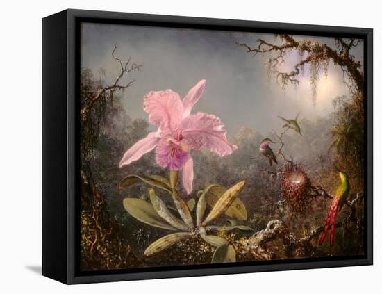 Cattleya Orchid and Three Hummingbirds, 1871 (Oil on Wood)-Martin Johnson Heade-Framed Premier Image Canvas