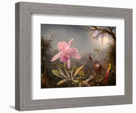 Cattleya Orchid and Three Hummingbirds, 1871 (Oil on Wood)-Martin Johnson Heade-Framed Giclee Print