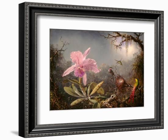 Cattleya Orchid and Three Hummingbirds, 1871 (Oil on Wood)-Martin Johnson Heade-Framed Giclee Print