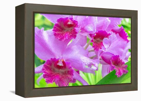 Cattleya Orchid-Island Leigh-Framed Premier Image Canvas