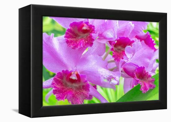 Cattleya Orchid-Island Leigh-Framed Premier Image Canvas