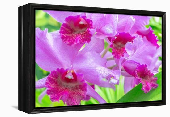 Cattleya Orchid-Island Leigh-Framed Premier Image Canvas