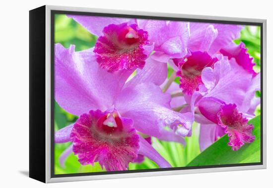 Cattleya Orchid-Island Leigh-Framed Premier Image Canvas