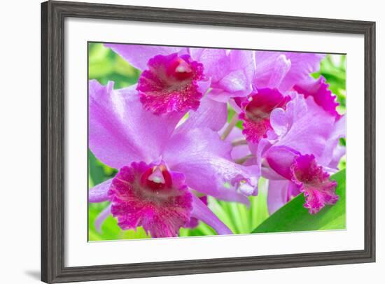 Cattleya Orchid-Island Leigh-Framed Photographic Print