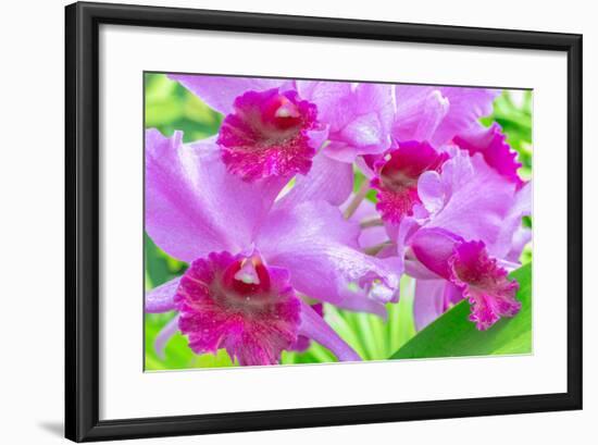 Cattleya Orchid-Island Leigh-Framed Photographic Print