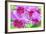 Cattleya Orchid-Island Leigh-Framed Photographic Print