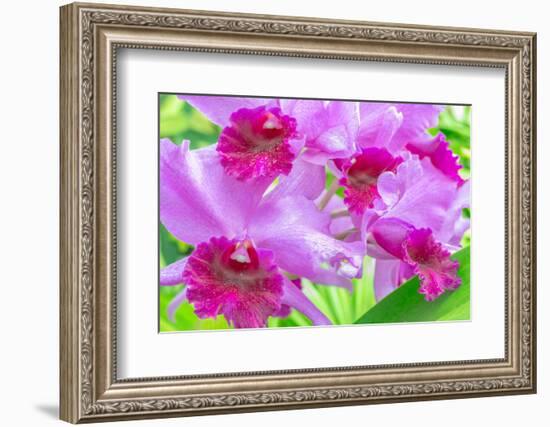 Cattleya Orchid-Island Leigh-Framed Photographic Print