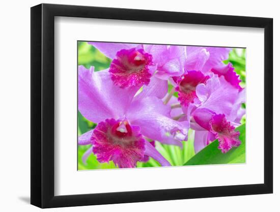 Cattleya Orchid-Island Leigh-Framed Photographic Print