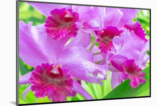 Cattleya Orchid-Island Leigh-Mounted Photographic Print