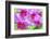 Cattleya Orchid-Island Leigh-Framed Photographic Print