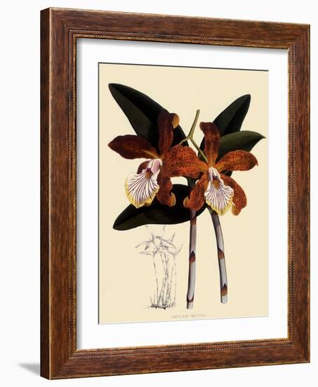 Cattleya Velutina-John Nugent Fitch-Framed Giclee Print