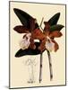 Cattleya Velutina-John Nugent Fitch-Mounted Giclee Print