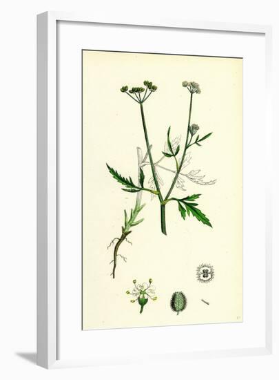 Caucalis Infesta Field Hedge-Parsley-null-Framed Giclee Print