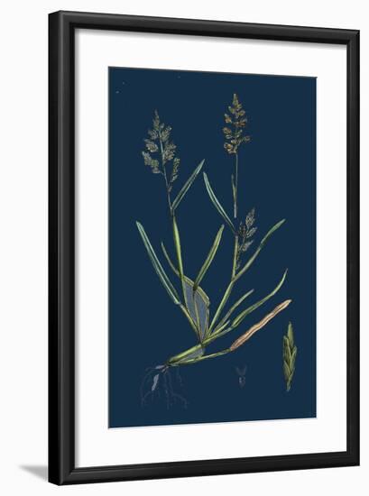 Caucalis Nodosa; Knotted Hedge-Parsley-null-Framed Giclee Print