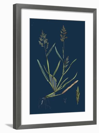 Caucalis Nodosa; Knotted Hedge-Parsley-null-Framed Giclee Print