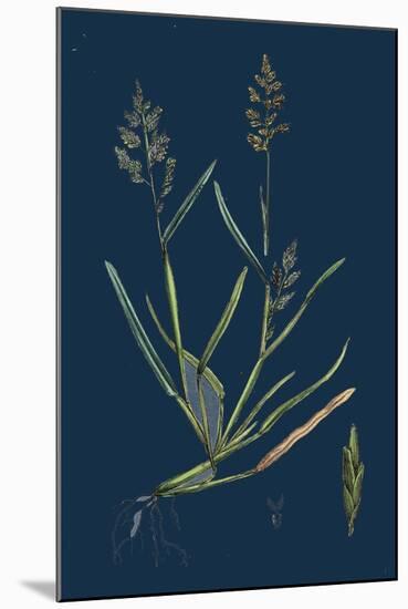Caucalis Nodosa; Knotted Hedge-Parsley-null-Mounted Giclee Print