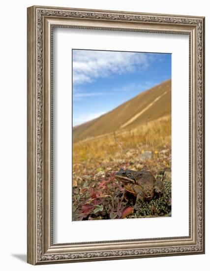 Caucasian Brown Frog (Rana Macrocnemis - Holtzi) In Habitat-Bert Willaert-Framed Photographic Print