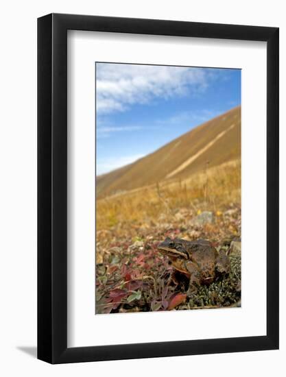 Caucasian Brown Frog (Rana Macrocnemis - Holtzi) In Habitat-Bert Willaert-Framed Photographic Print