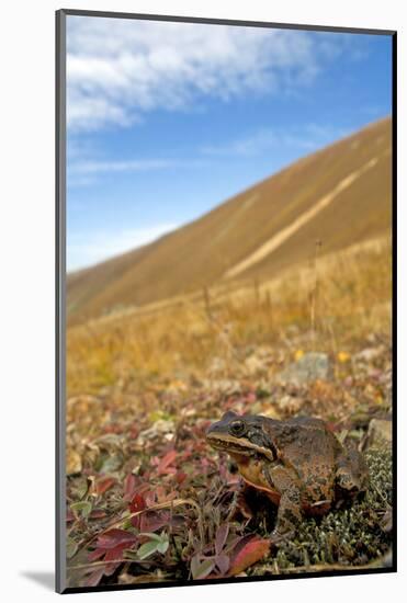 Caucasian Brown Frog (Rana Macrocnemis - Holtzi) In Habitat-Bert Willaert-Mounted Photographic Print