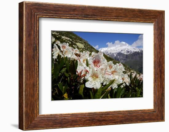Caucasian Rhododendron Lowers with Mount Elbrus in the Distance, Caucasus, Russia, June-Schandy-Framed Photographic Print