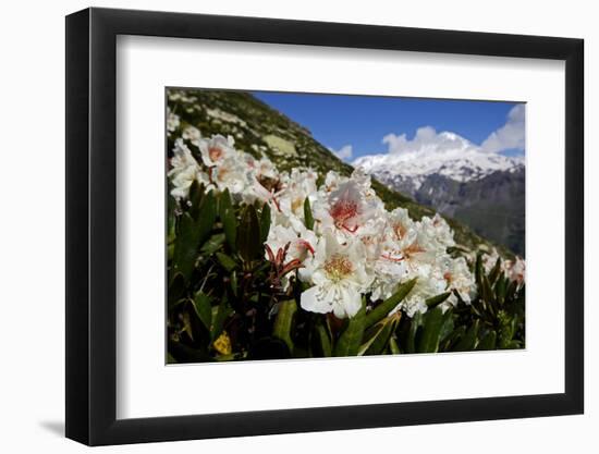 Caucasian Rhododendron Lowers with Mount Elbrus in the Distance, Caucasus, Russia, June-Schandy-Framed Photographic Print