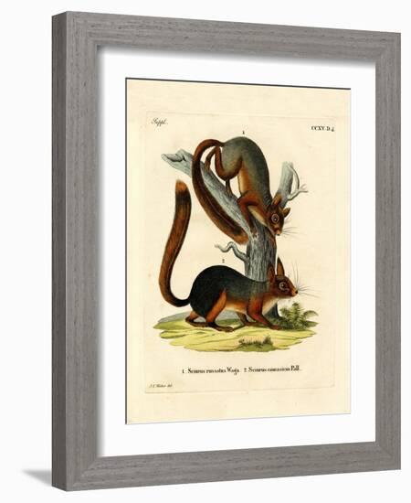 Caucasian Squirrel-null-Framed Giclee Print