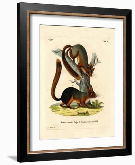 Caucasian Squirrel-null-Framed Giclee Print