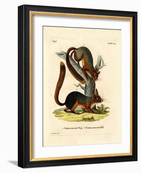 Caucasian Squirrel-null-Framed Giclee Print