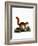 Caucasian Squirrel-null-Framed Giclee Print