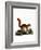 Caucasian Squirrel-null-Framed Giclee Print