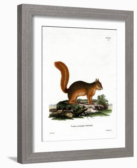 Caucasian Squirrel-null-Framed Giclee Print