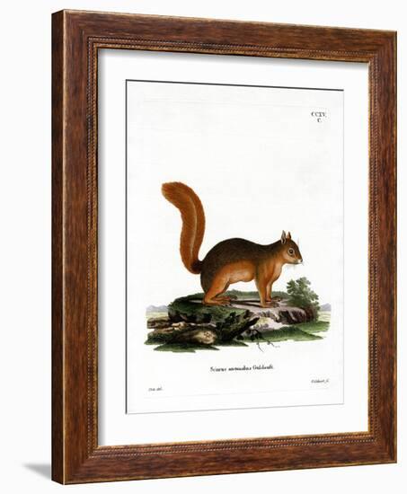 Caucasian Squirrel-null-Framed Giclee Print