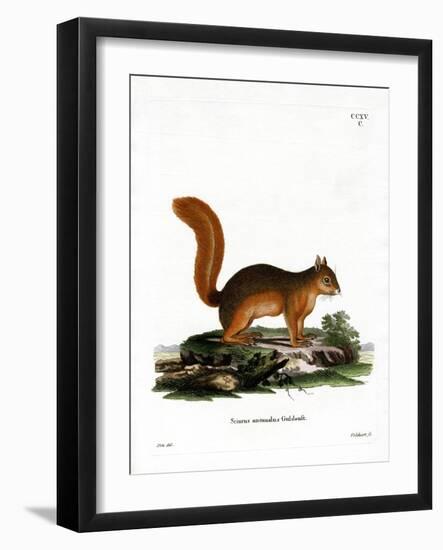 Caucasian Squirrel-null-Framed Giclee Print