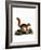 Caucasian Squirrel-null-Framed Giclee Print