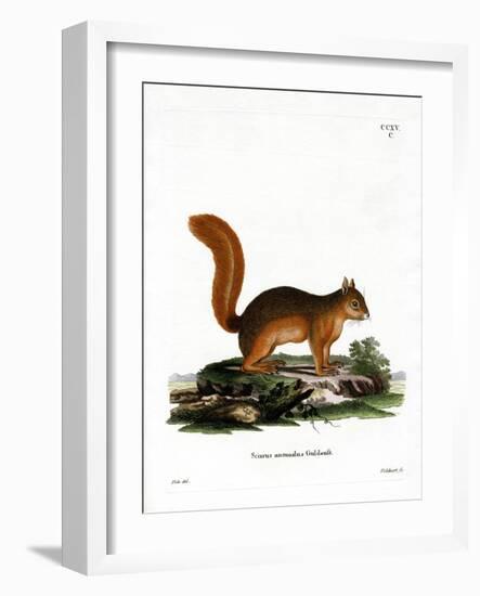 Caucasian Squirrel-null-Framed Giclee Print