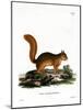 Caucasian Squirrel-null-Mounted Giclee Print