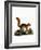 Caucasian Squirrel-null-Framed Giclee Print