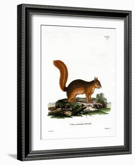 Caucasian Squirrel-null-Framed Giclee Print