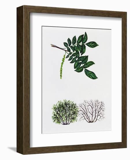 Caucasian Wingnut or Caucasian Walnut (Plerocarya Fraxinifolia)-null-Framed Giclee Print