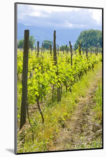 Caucasus Winegrowing in Kakheti, Georgia, Caucasus-Michael Runkel-Mounted Photographic Print