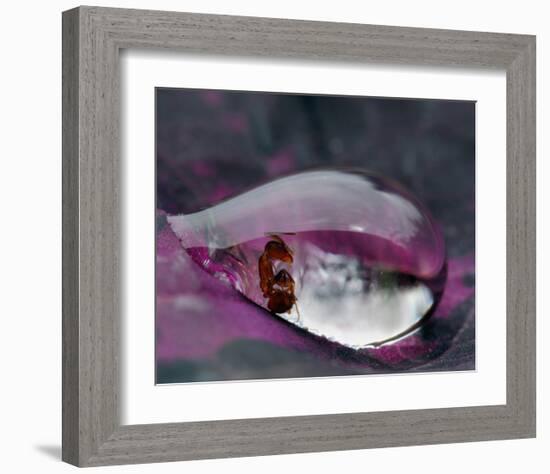 Caught in a Droplet-null-Framed Art Print
