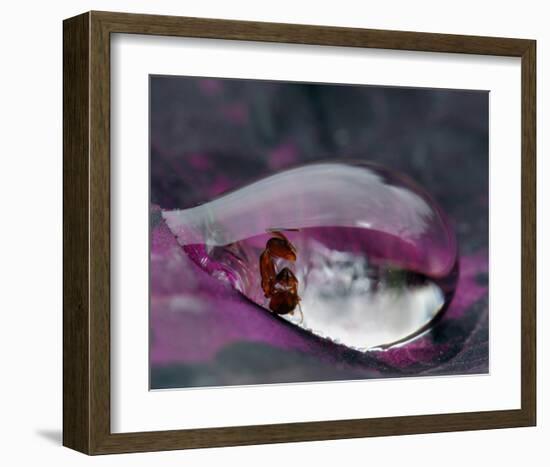 Caught in a Droplet-null-Framed Art Print