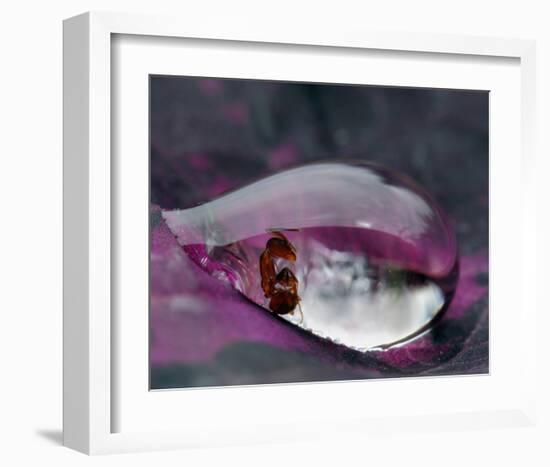 Caught in a Droplet-null-Framed Art Print