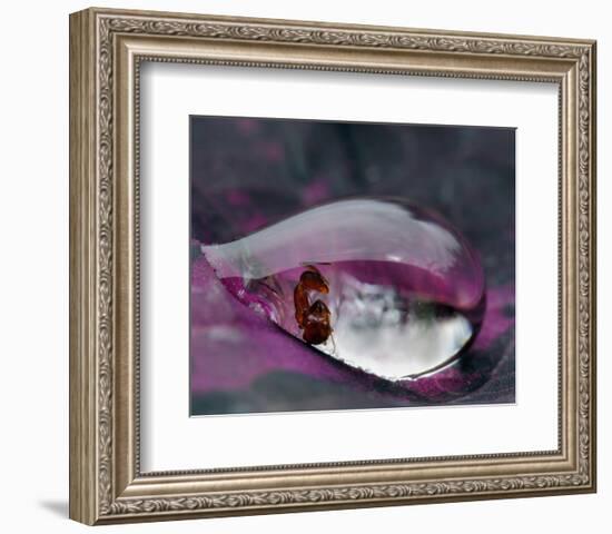 Caught in a Droplet-null-Framed Premium Giclee Print