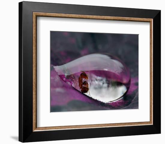 Caught in a Droplet-null-Framed Premium Giclee Print