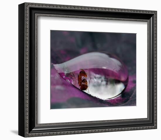 Caught in a Droplet-null-Framed Premium Giclee Print