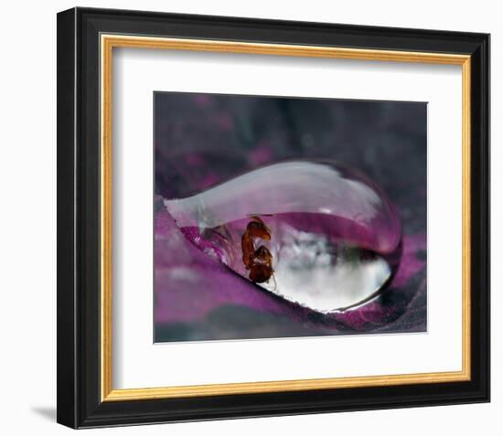 Caught in a Droplet-null-Framed Premium Giclee Print