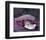 Caught in a Droplet-null-Framed Premium Giclee Print