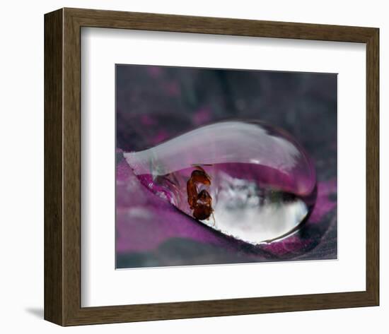 Caught in a Droplet-null-Framed Premium Giclee Print